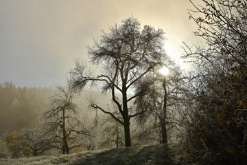 Streuobstwiese im Herbst mit Raureif und Gegenlicht