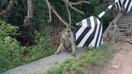 baboon in kenya