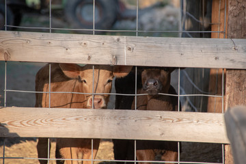 Young calves in pen