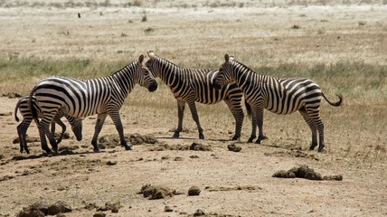 Fototapeta na wymiar zebra in kenya