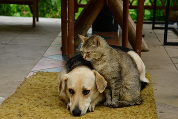 cat and dog to lounge together as a best friends	