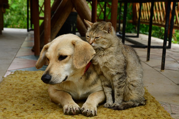 Fototapeta na wymiar cat and dog to lounge together as a best friends 
