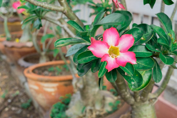 "Adenium" is the name of a colorful plant of beautiful flowers. or another name "Desert Rose".