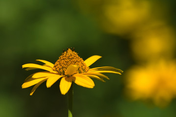 beautiful, yellow flower in the garden on blurred background