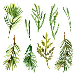 Branches of trees painted with watercolors on white background. Sprigs of arborvitae, spruce,...