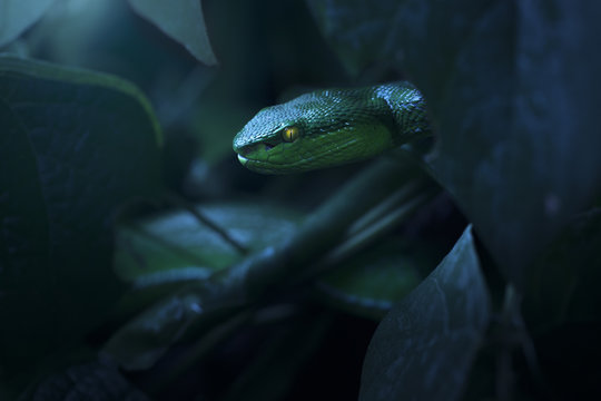 Close-up side view of a deadly White lipped pit viper (Trimeresurus albolabris) hiding in the forest undergrowth at night, Phetchaburi Province, Thailand