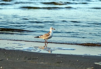 mewa spaceruje po plaży