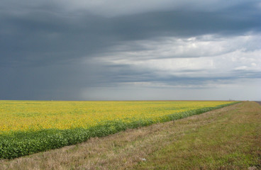 Rural road Field soybean