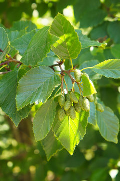 Alnus glutinosa or black alder green foliage