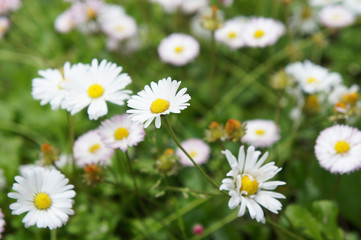 Fototapeta na wymiar Bellis or perennis daisy white flowers in grass 