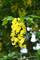 Laburnum anagyroides or laburnum or golden chain or golden rain yellow flowers