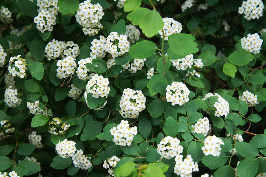 Shrub of spiraea betulifolia tor or birchleaf spirea with white flowers 