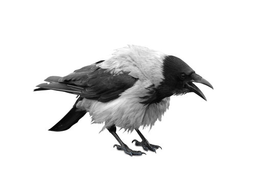 Big black wild raven on a white background