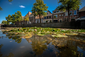 Fototapeta na wymiar Naturally growing water plants in a Dutch city canal with flowing water and reflecting water surface.