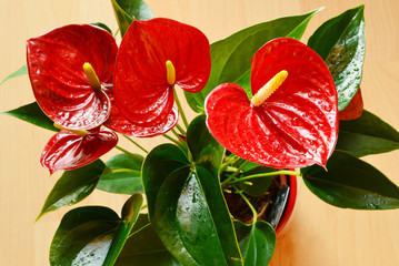 The Flamingo one of house plants That Improve Your indoor Air Quality.
Colorful of Red Flamingo or Laceleaf