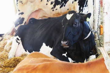 ハイジ牧場の牛／北海道夕張郡