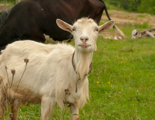 Cute white goat