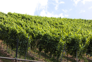 Fototapeta na wymiar Vineyard. A vineyard is a plantation of grape-bearing vines, grown mainly for winemaking, but also raisins, table grapes and non-alcoholic grape juice. 