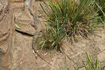 A lizard in the wilderness in Australia.