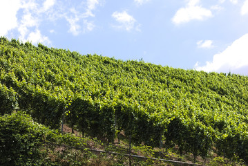 Fototapeta na wymiar Vineyard. A vineyard is a plantation of grape-bearing vines, grown mainly for winemaking, but also raisins, table grapes and non-alcoholic grape juice. 