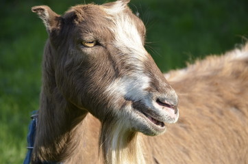 Fototapeta premium goat