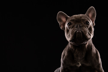 Black French Bulldog on black background