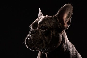 Black French Bulldog on black background