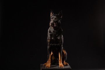 Doberman Pinscher Dog Standing and Looking in front of him on isolated Black background