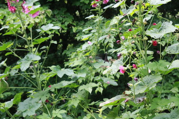 Fototapeta na wymiar 黒い蝶と赤い花