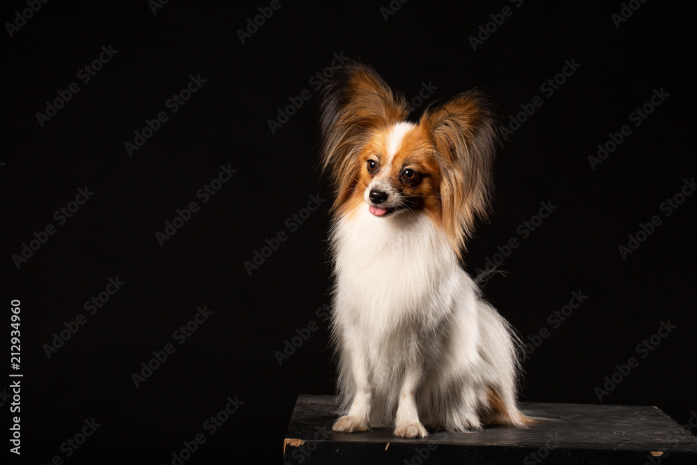 Wall mural closeup surprised white papillon dog on black background