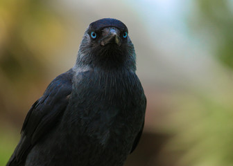 Close up of a western jackdaw