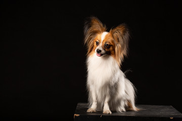 Closeup Surprised White Papillon Dog on black background