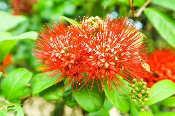 Bush Willow red boutique flower and green leaves