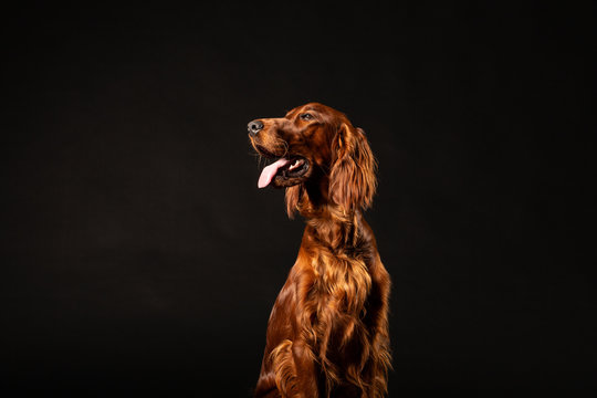 Irish Setter panting studio shot