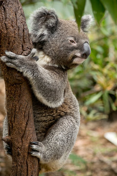 Koala siting on the branch in the zoo. Australia.