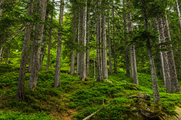 Fototapeta na wymiar Forest in Switzerland
