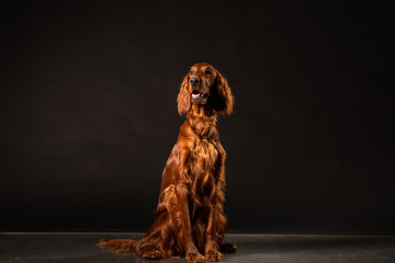 Irish Setter panting studio shot