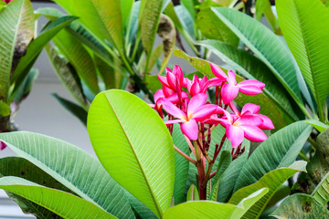 Plumeria Magenta color boutique flower blooming between leaves