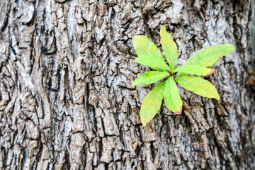 Survival new plant was born on crack body wood texture