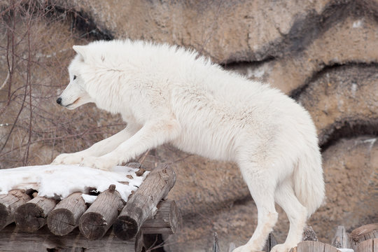 Wild alaskan tundra wolf. Canis lupus arctos. Polar wolf or white wolf.