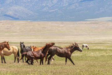 Wild Horses in Utah in Summer