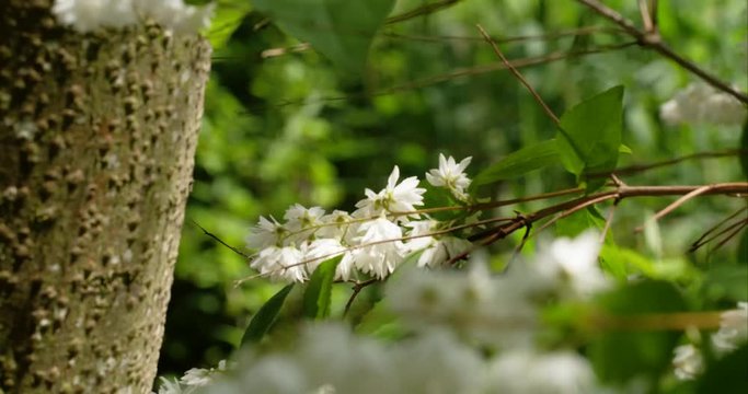 bumblebees_on_flowers 1B