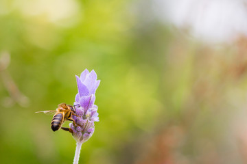 Worker Bee on lavender flower