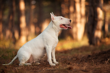 white dog breed bull Terrier on a walk, a beautiful portrait