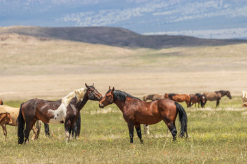 Naklejka na ściany i meble Wild Horses in Utah in Summer