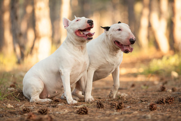 two white bull Terrier dogs sitting together