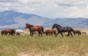 Fototapeta na wymiar Wild Horses in Utah in Summer