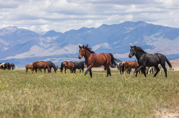 Naklejka na ściany i meble Wild Horses in Utah in Summer