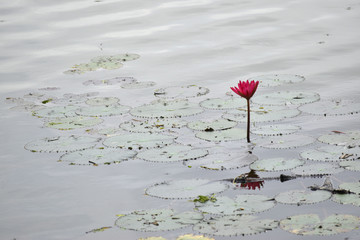 Flor de loto en Camboya