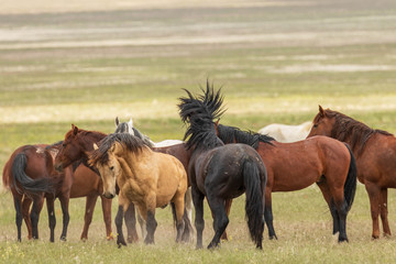 Wild Horses in Utah in Summer
